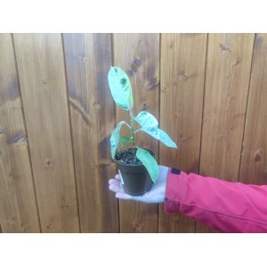 Fikus kaučukový (Ficus elastica) ´SHIVEREANA´ - výška 15-25 cm, kont. P9